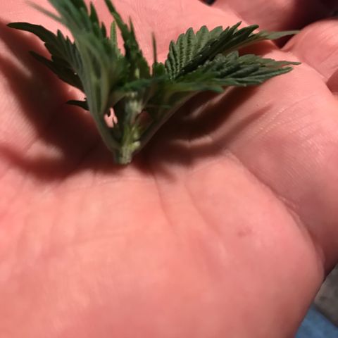 Royal Apple Fritter #2 growlog timeline photo