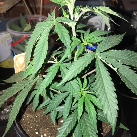 Do- Si- Dos #1 growlog timeline photo