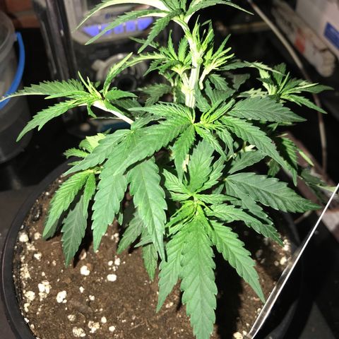 Black Orchid  #2 growlog timeline photo