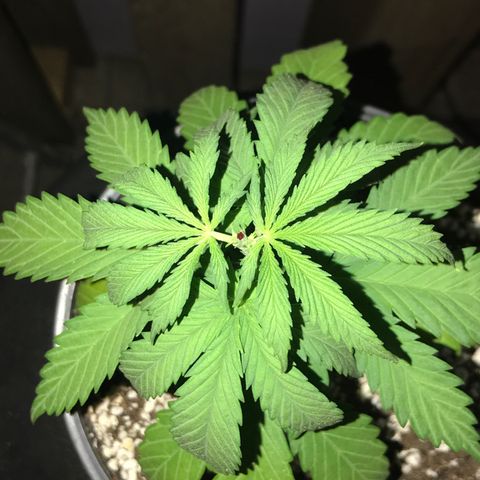 Royal Gushers #1 growlog timeline photo
