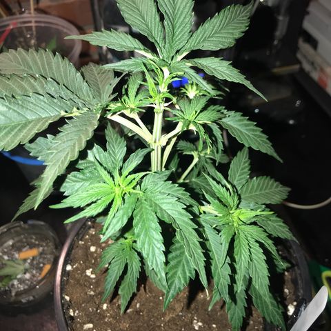 Do- Si- Dos #2 growlog timeline photo
