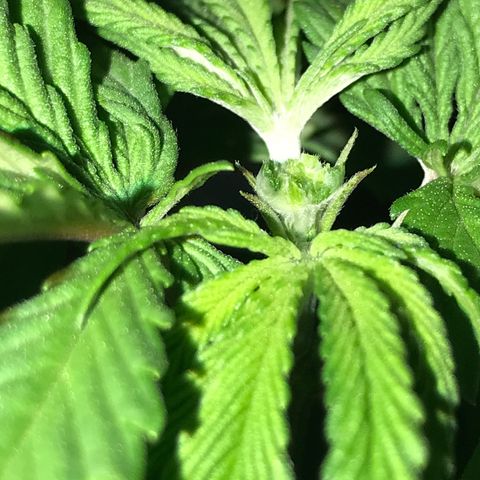 Royal Skywalker  #3 growlog timeline photo