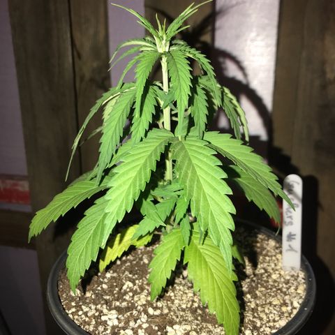 Royal Gushers #1 growlog timeline photo