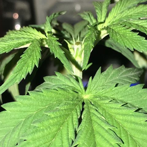 Royal Biscotti  #3 growlog timeline photo