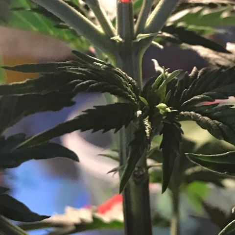 Do- Si- Dos #2 growlog timeline photo