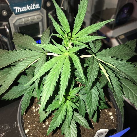 Do- Si- Dos #3 growlog timeline photo