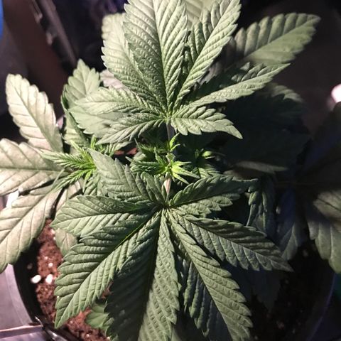 Sweet Lemon Ak #2 growlog timeline photo