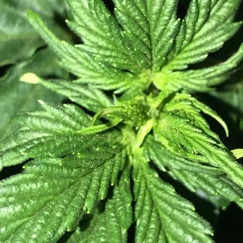 Do- Si- Dos #2 growlog timeline photo