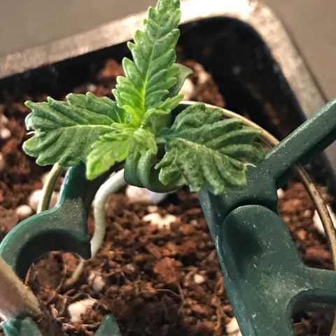 Purple Haze #4 growlog timeline photo