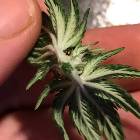 Sweet Lemon Ak #2 growlog timeline photo