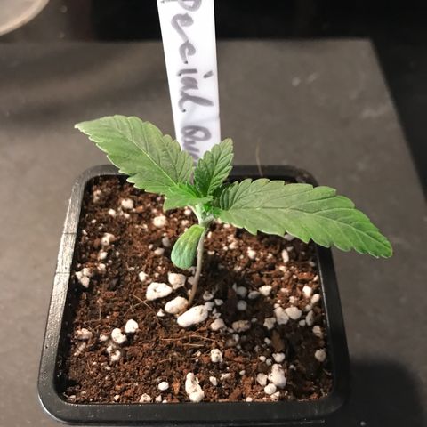 Special Queen #1 growlog timeline photo