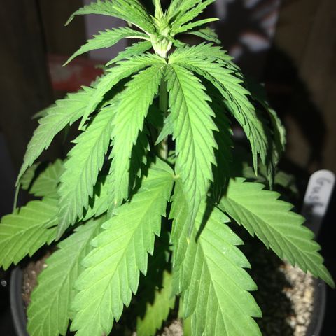 Royal Gushers #1 growlog timeline photo