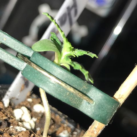 Purple Haze #4 growlog timeline photo