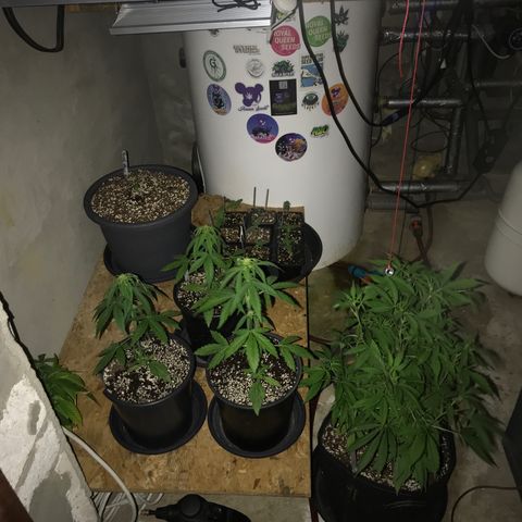 Purple Haze #1 growlog timeline photo