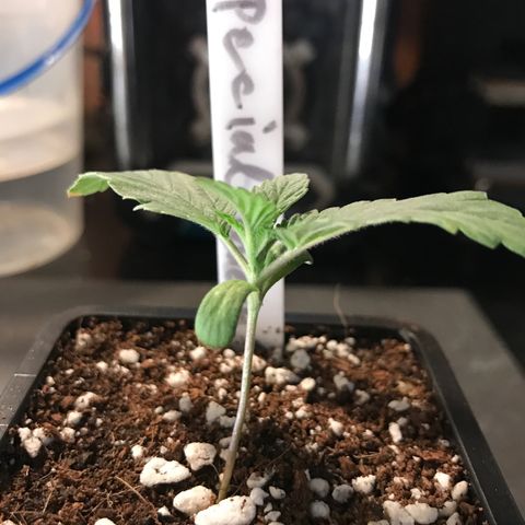 Special Queen #1 growlog timeline photo