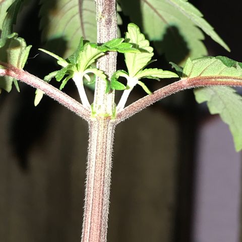 Royal Skywalker  #3 growlog timeline photo