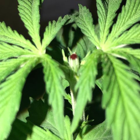 Royal Gushers #1 growlog timeline photo