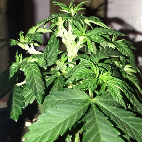 Sweet Lemon Ak #2 growlog timeline photo