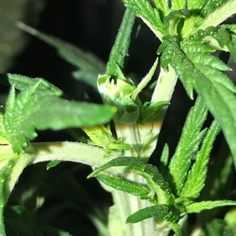 Do- Si- Dos #3 growlog timeline photo