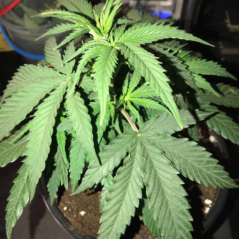 Sweet Lemon Ak #1 growlog timeline photo