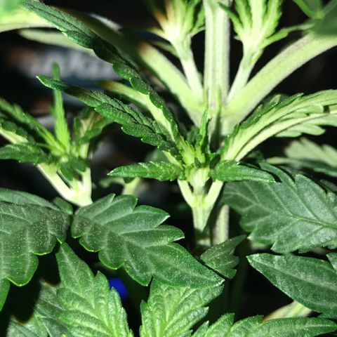 Do- Si- Dos #3 growlog timeline photo