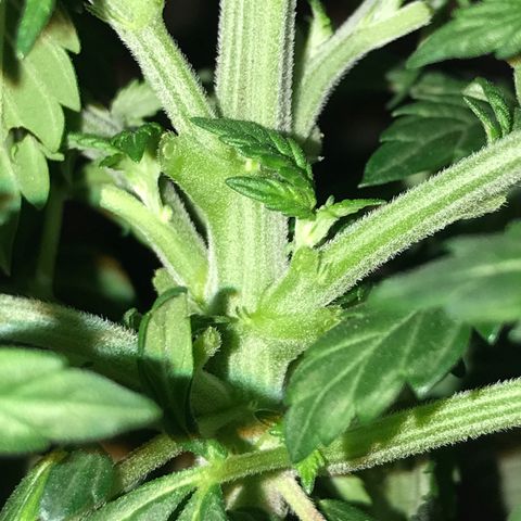 Sweet Lemon Ak #2 growlog timeline photo