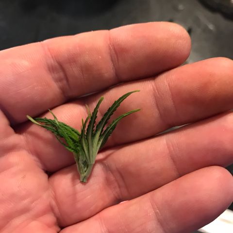 Sweet Lemon Ak #1 growlog timeline photo