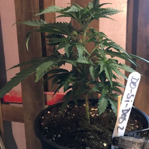 Do- Si- Dos #2 growlog timeline photo