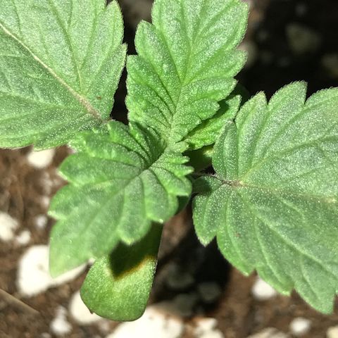 Special Queen #1 growlog timeline photo