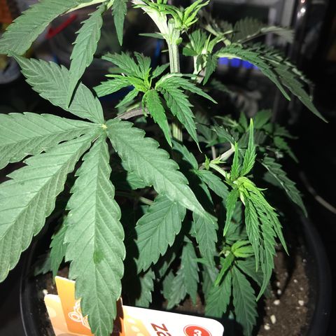 Do- Si- Dos #1 growlog timeline photo