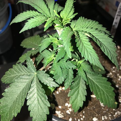 Royal Apple Fritter #3 growlog timeline photo
