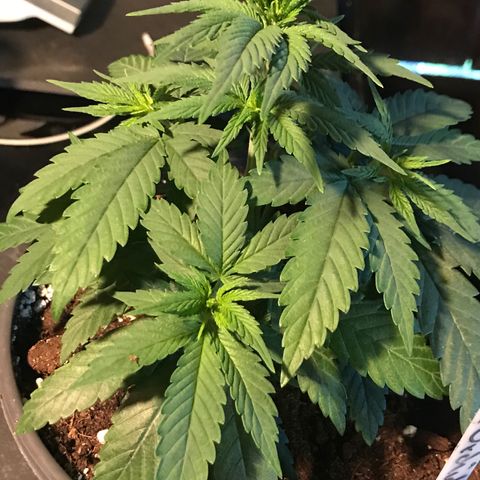 Black Orchid  #2 growlog timeline photo