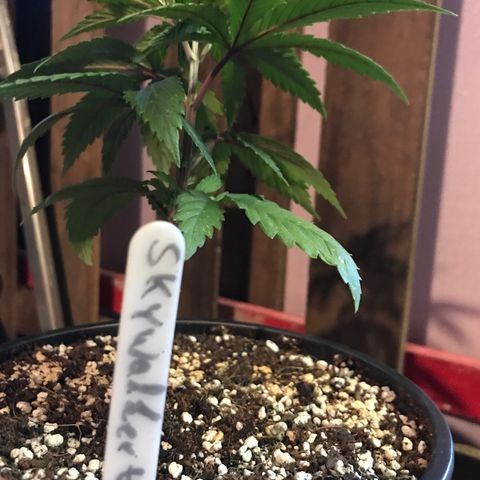 Royal Skywalker  #3 growlog timeline photo