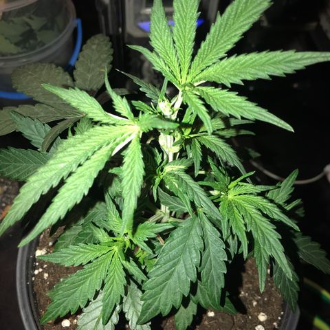 Do- Si- Dos #3 growlog timeline photo