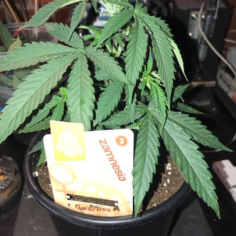Do- Si- Dos #1 growlog timeline photo