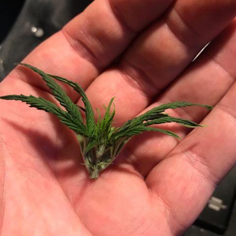 Do- Si- Dos #2 growlog timeline photo