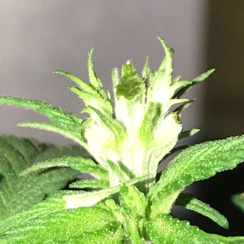 Black Orchid  #2 growlog timeline photo