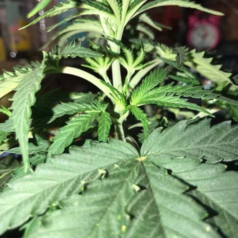 Sweet Lemon Ak #1 growlog timeline photo