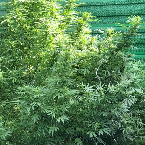 Monster Bud kush  growlog timeline photo