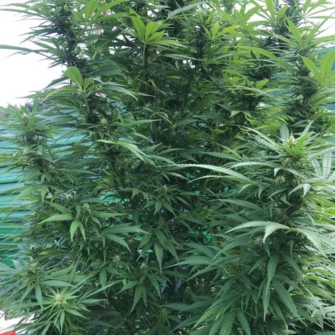 Hollands Hope  #1 growlog timeline photo