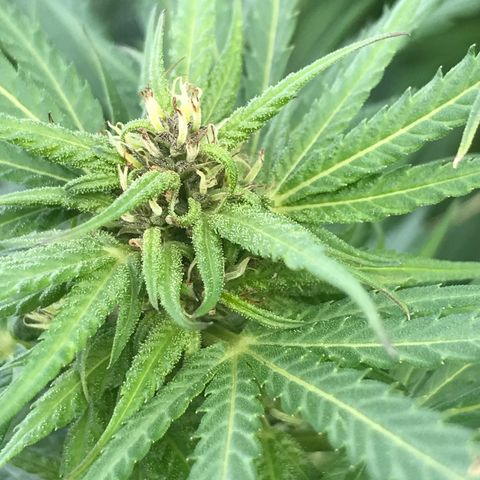Hollands Hope  #1 growlog timeline photo