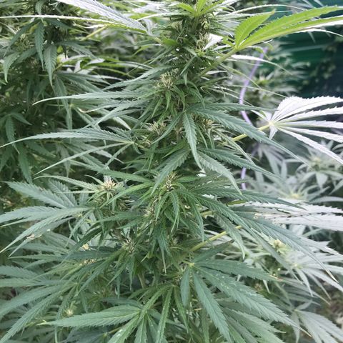 Hollands Hope  #1 growlog timeline photo
