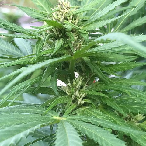 Hollands Hope  #1 growlog timeline photo