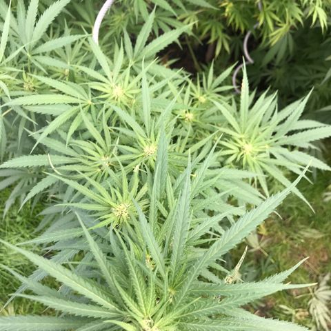 Hollands Hope  #1 growlog timeline photo