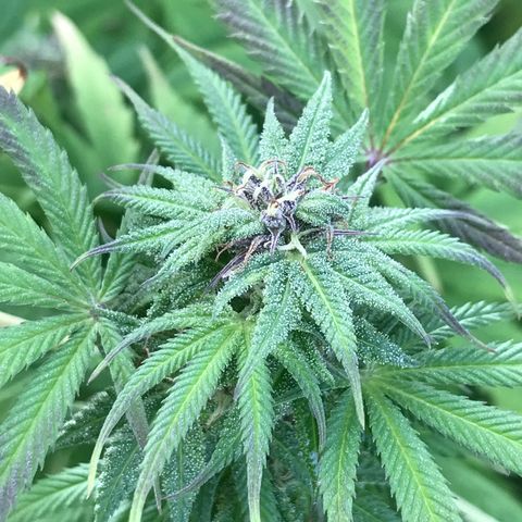 Hollands Hope  #2 growlog timeline photo