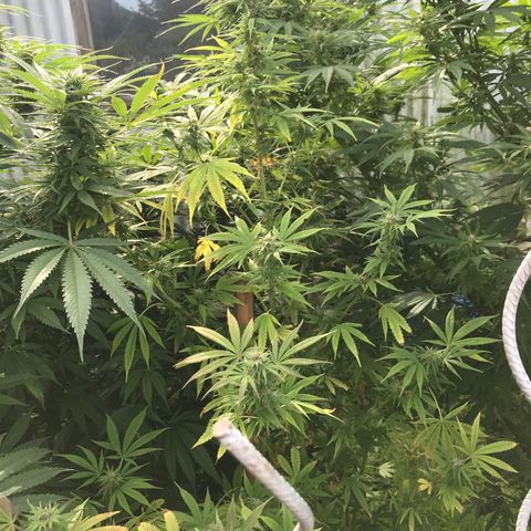 Hollands Hope  #2 growlog timeline photo