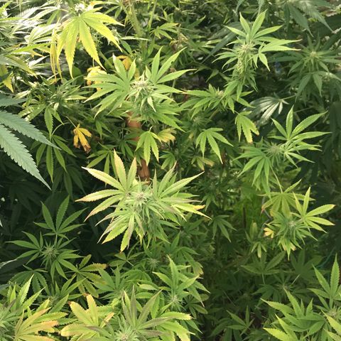 Hollands Hope  #2 growlog timeline photo