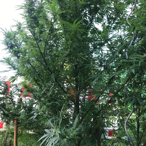 Hollands Hope  #1 growlog timeline photo