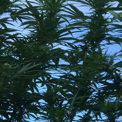 Hollands Hope  #1 growlog timeline photo