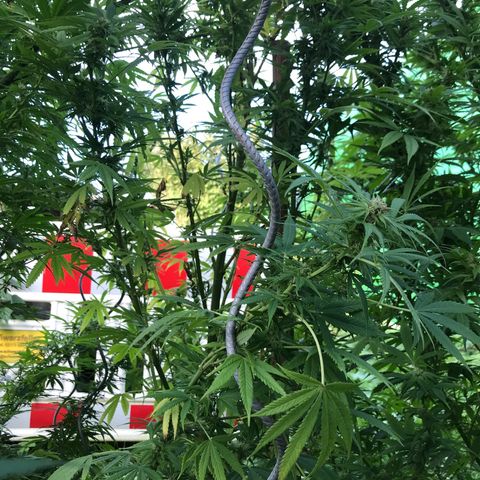 Hollands Hope  #2 growlog timeline photo